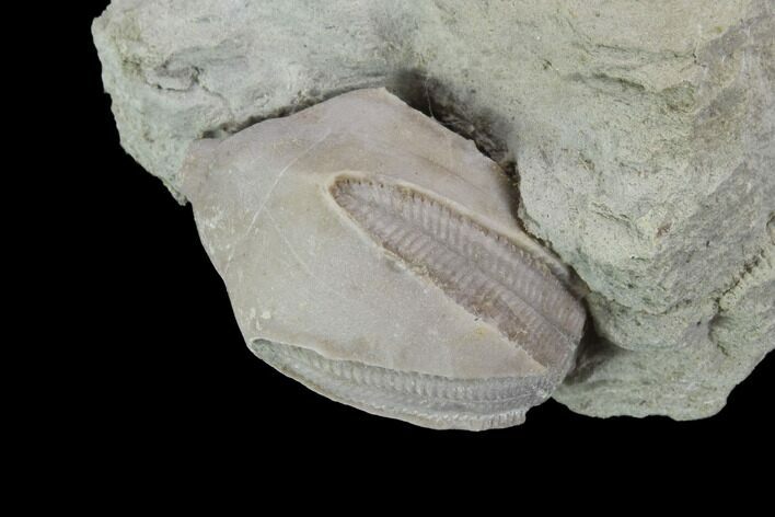 Blastoid (Pentremites) Fossil - Illinois #92218